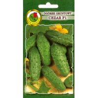 Ogórek gruntowy CEZAR F1 5g
