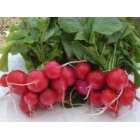 Rzodkiewka FARAON 100g