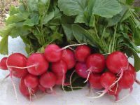 Rzodkiewka FARAON 100g